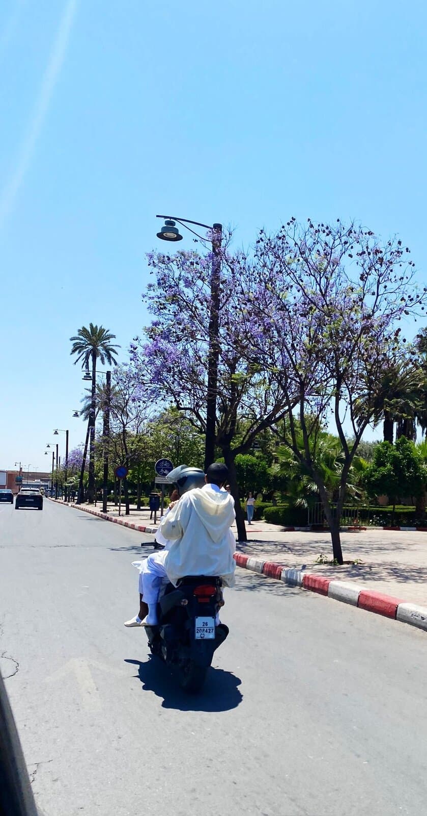 Scooter under jacaranda trees