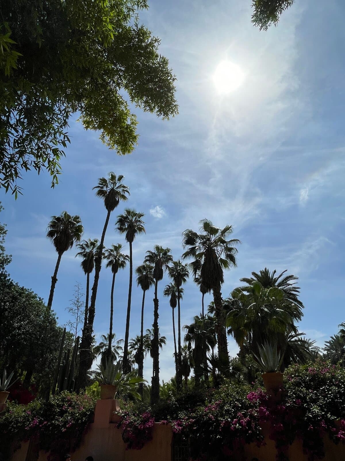 Palm tree avenue at Majorelle