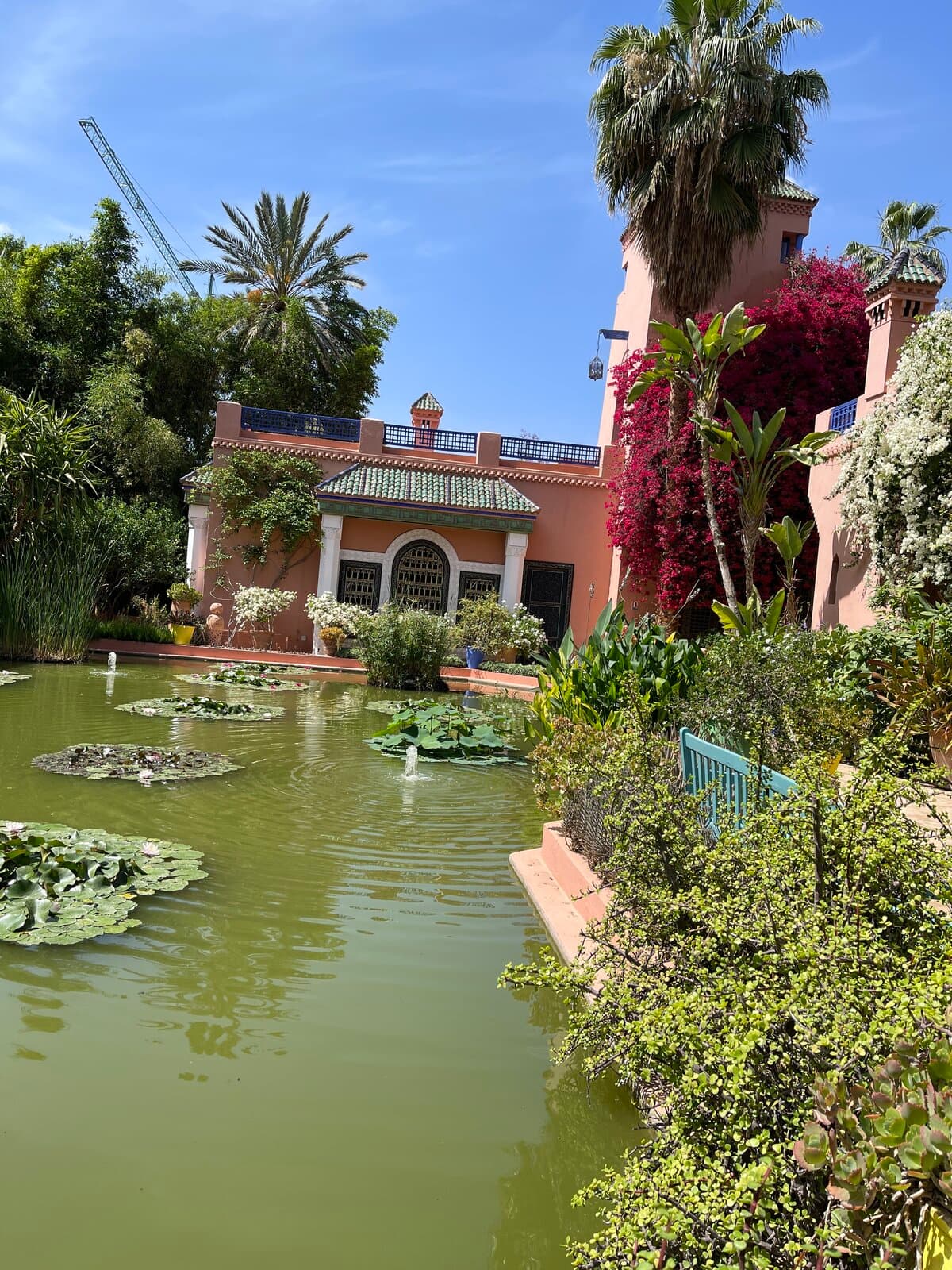 Majorelle lily pond